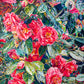 Camelias