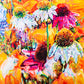 Superbloom II